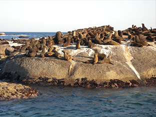 企鹅海滩